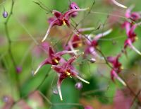 Deepest red flowers and lanceolate foliage